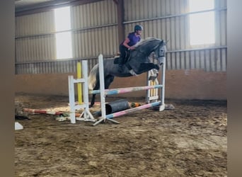 Cheval de sport irlandais, Jument, 7 Ans, 168 cm, Gris pommelé