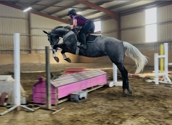 Cheval de sport irlandais, Jument, 7 Ans, 168 cm, Gris pommelé