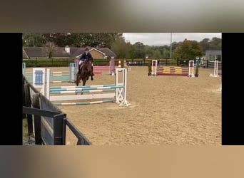 Cheval de sport irlandais, Jument, 7 Ans, 170 cm, Bai cerise