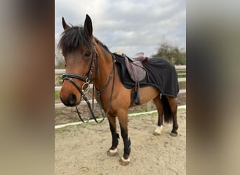 Cheval de sport irlandais, Jument, 8 Ans, 144 cm, Bai