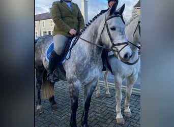 Cheval de sport irlandais, Jument, 8 Ans, 158 cm, Gris