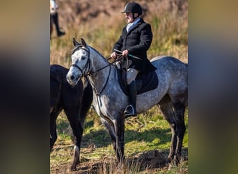 Cheval de sport irlandais, Jument, 8 Ans, 158 cm, Gris