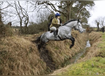 Cheval de sport irlandais, Jument, 8 Ans, 158 cm, Gris