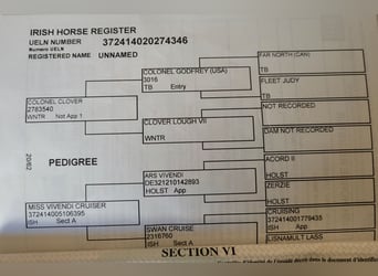 Cheval de sport irlandais, Jument, 8 Ans, 158 cm, Gris