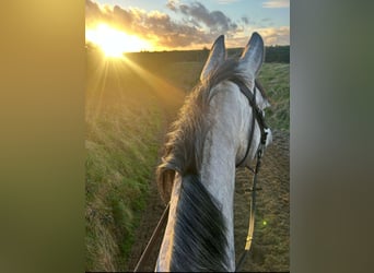 Cheval de sport irlandais, Jument, 8 Ans, 158 cm, Gris