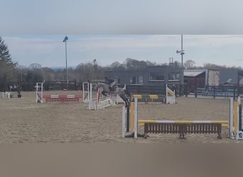 Cheval de sport irlandais, Jument, 8 Ans, 158 cm, Gris