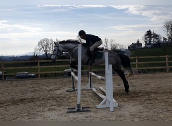 Cheval de sport irlandais, Jument, 8 Ans, 158 cm, Gris