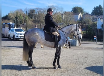 Cheval de sport irlandais, Jument, 8 Ans, 158 cm, Gris
