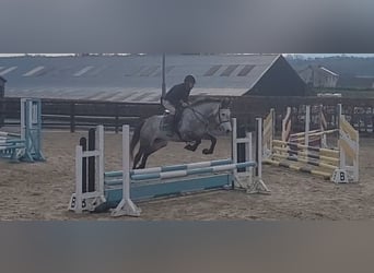 Cheval de sport irlandais, Jument, 8 Ans, 158 cm, Gris