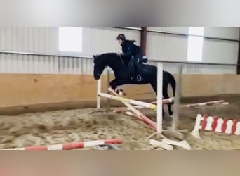 Cheval de sport irlandais, Jument, 8 Ans, 162 cm, Bai