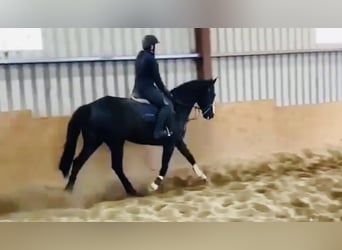 Cheval de sport irlandais, Jument, 8 Ans, 162 cm, Bai