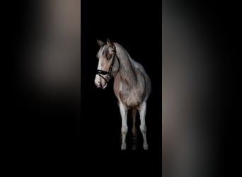 Cheval de sport irlandais, Jument, 8 Ans, 162 cm, Pinto