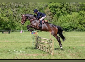 Cheval de sport irlandais, Jument, 8 Ans, 163 cm, Bai brun