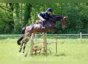 Cheval de sport irlandais, Jument, 8 Ans, 163 cm, Bai brun