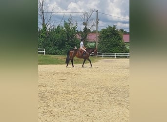 Cheval de sport irlandais, Jument, 8 Ans, 163 cm, Bai brun