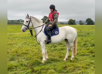Cheval de sport irlandais, Jument, 8 Ans, 163 cm, Gris