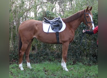 Cheval de sport irlandais, Jument, 8 Ans, 165 cm, Alezan brûlé