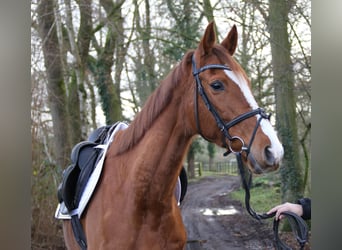 Cheval de sport irlandais, Jument, 8 Ans, 165 cm, Alezan brûlé