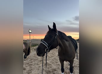 Cheval de sport irlandais, Jument, 8 Ans, 165 cm, Bai brun