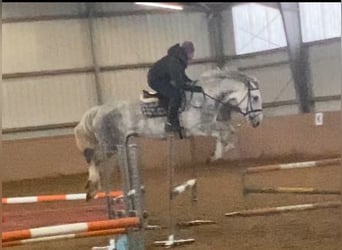 Cheval de sport irlandais, Jument, 8 Ans, 168 cm, Gris pommelé