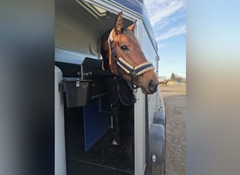 Cheval de sport irlandais, Jument, 8 Ans, 169 cm, Bai