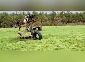 Cheval de sport irlandais, Jument, 8 Ans, 170 cm, Bai cerise