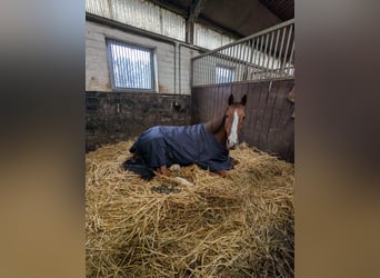 Cheval de sport irlandais, Jument, 9 Ans, 155 cm, Alezan