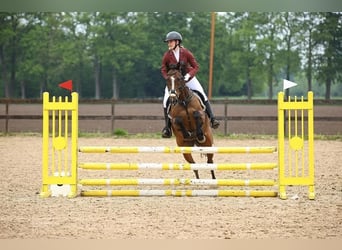 Cheval de sport irlandais, Jument, 9 Ans, 156 cm, Bai