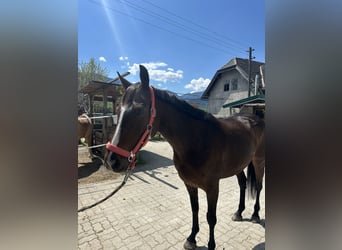 Cheval de sport irlandais, Jument, 9 Ans, 157 cm, Bai brun