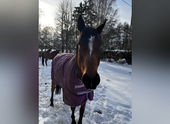 Cheval de sport irlandais, Jument, 9 Ans, 158 cm, Bai