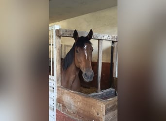 Cheval de sport irlandais, Jument, 9 Ans, 158 cm, Bai
