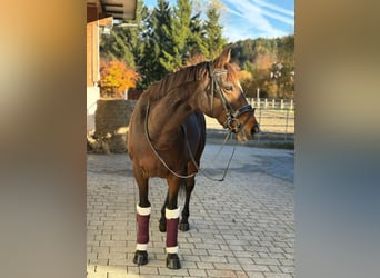 Cheval de sport irlandais, Jument, 9 Ans, 160 cm, Bai brun