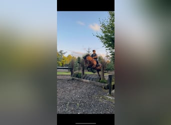 Cheval de sport irlandais, Jument, 9 Ans, 160 cm, Bai cerise