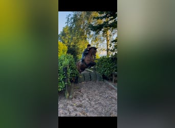 Cheval de sport irlandais, Jument, 9 Ans, 160 cm, Bai cerise