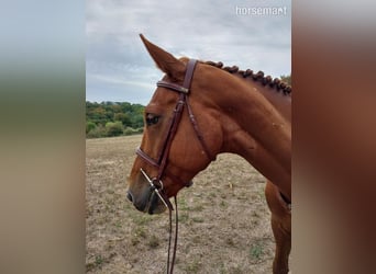 Cheval de sport irlandais, Jument, 9 Ans, 163 cm, Alezan