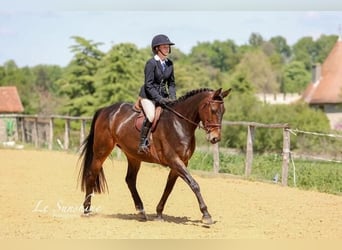 Cheval de sport irlandais, Jument, 9 Ans, 163 cm, Bai brun