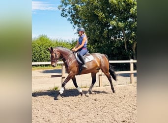 Cheval de sport irlandais, Jument, 9 Ans, 163 cm, Bai cerise