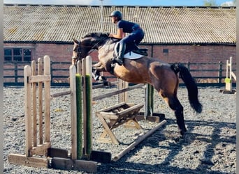 Cheval de sport irlandais, Jument, 9 Ans, 163 cm, Bai cerise
