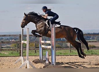 Cheval de sport irlandais, Jument, 9 Ans, 163 cm, Bai cerise
