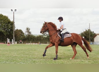 Cheval de sport irlandais, Jument, 9 Ans, 164 cm, Alezan brûlé