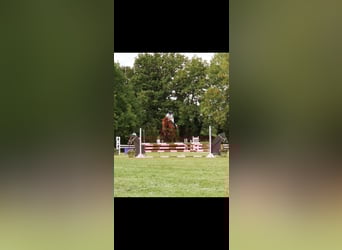 Cheval de sport irlandais, Jument, 9 Ans, 164 cm, Alezan brûlé
