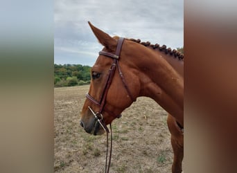 Cheval de sport irlandais, Jument, 9 Ans, 164 cm, Alezan brûlé