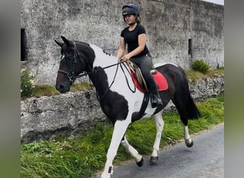 Cheval de sport irlandais, Jument, 9 Ans, 165 cm, Léopard