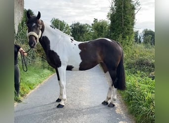 Cheval de sport irlandais, Jument, 9 Ans, 165 cm, Léopard