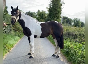 Cheval de sport irlandais, Jument, 9 Ans, 165 cm, Léopard