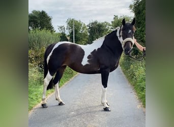 Cheval de sport irlandais, Jument, 9 Ans, 165 cm, Léopard
