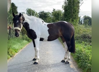 Cheval de sport irlandais, Jument, 9 Ans, 165 cm, Léopard