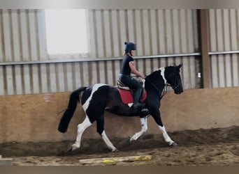 Cheval de sport irlandais, Jument, 9 Ans, 165 cm, Léopard