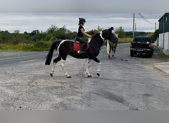 Cheval de sport irlandais, Jument, 9 Ans, 165 cm, Léopard