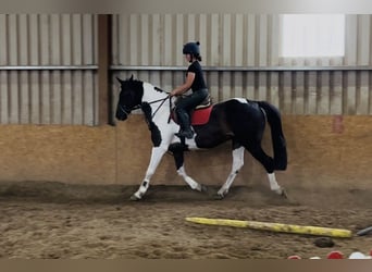 Cheval de sport irlandais, Jument, 9 Ans, 165 cm, Léopard